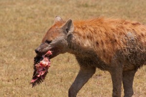 Hyena's Lunch