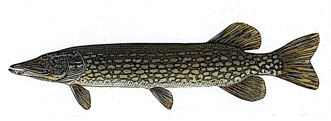 Spring Northern Pike Fishing - Maine Wilderness Guide Service, LLC